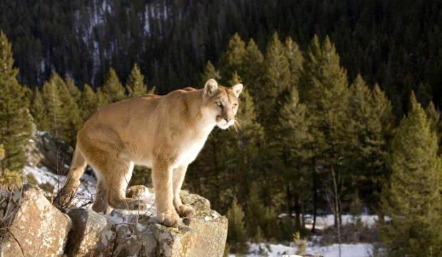 Kan donduran olay: Y&uuml;r&uuml;y&uuml;ş yapan kadın puma saldırısında &ouml;ld&uuml;