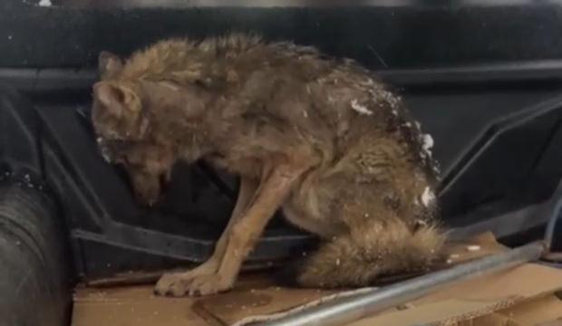 Zonguldak'ta a&ccedil; kalan kurt k&ouml;pek kul&uuml;besine sığındı