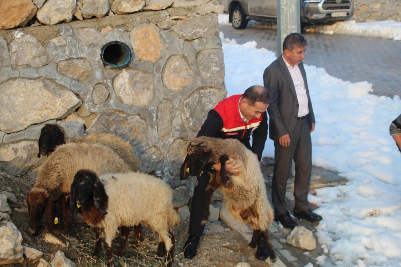 Hibe edilen koyunlar besici Ertak'a teslim edildi.