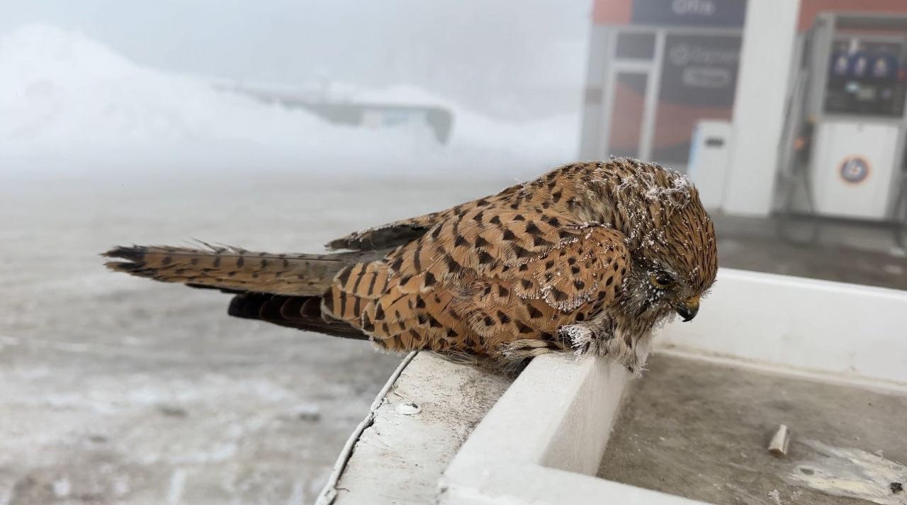 Donarak telef olan kuş.