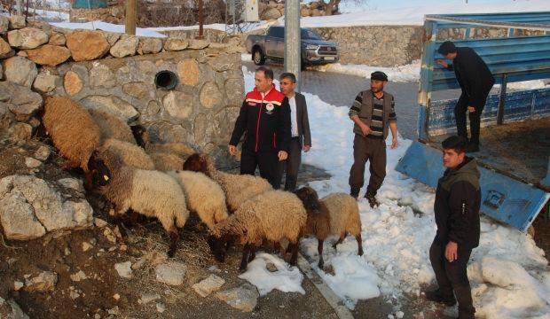 35 koyunu telef olmuştu: Devlet besicinin y&uuml;z&uuml;n&uuml; g&uuml;ld&uuml;rd&uuml;