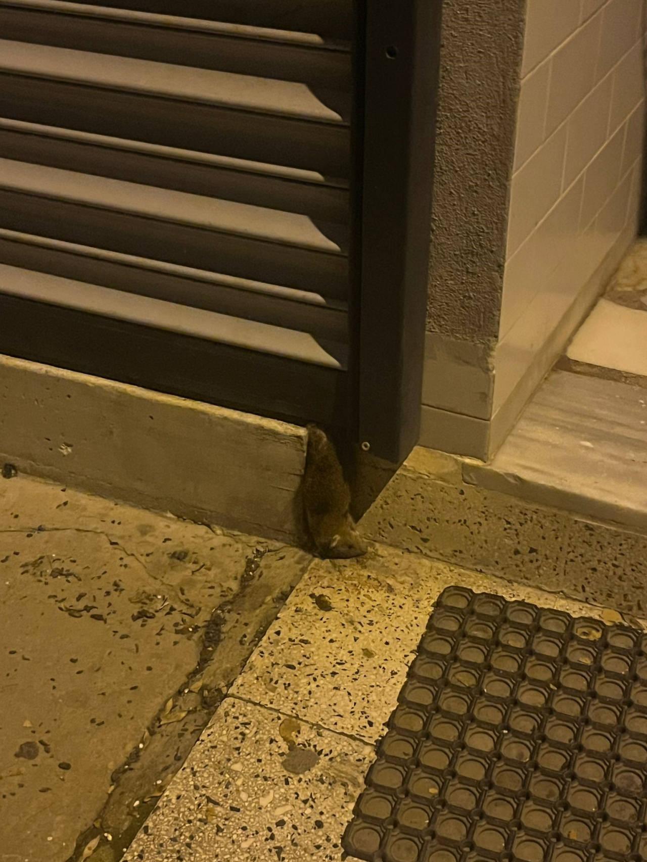 Dükkanın önünde fare leşleri de görüldü.