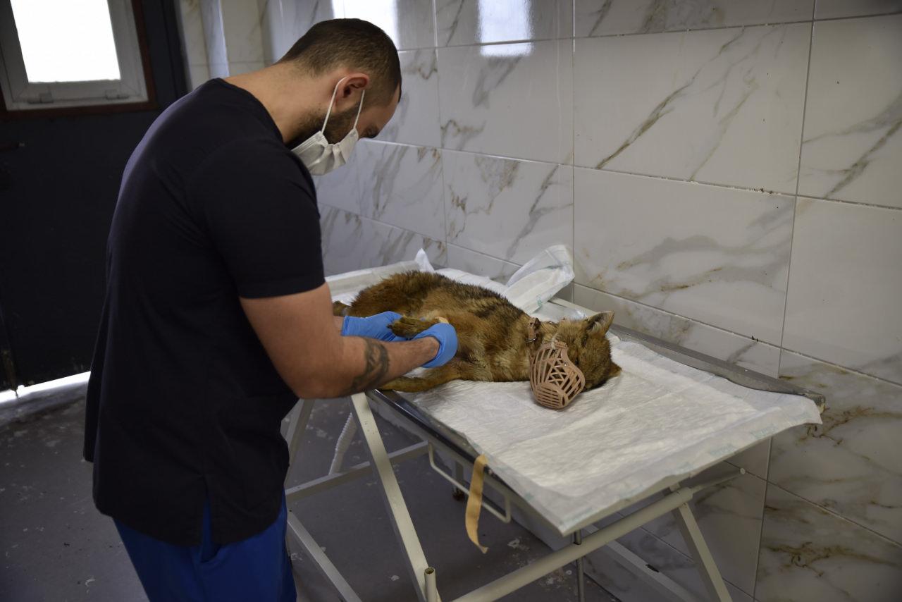 Bitkin bulunan çakal tedavi altına alındı. 