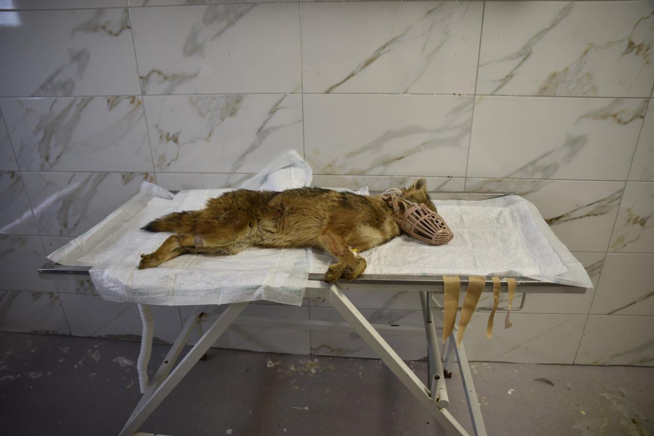 Bitkin halde bulunan çakalda, canine distemper virüsü (CDV) tespit edildi.