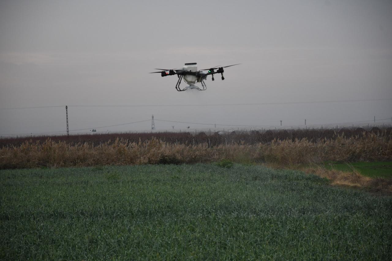 Dron ile gübreleme ve ilaçlama çalışması yapılıyor. 