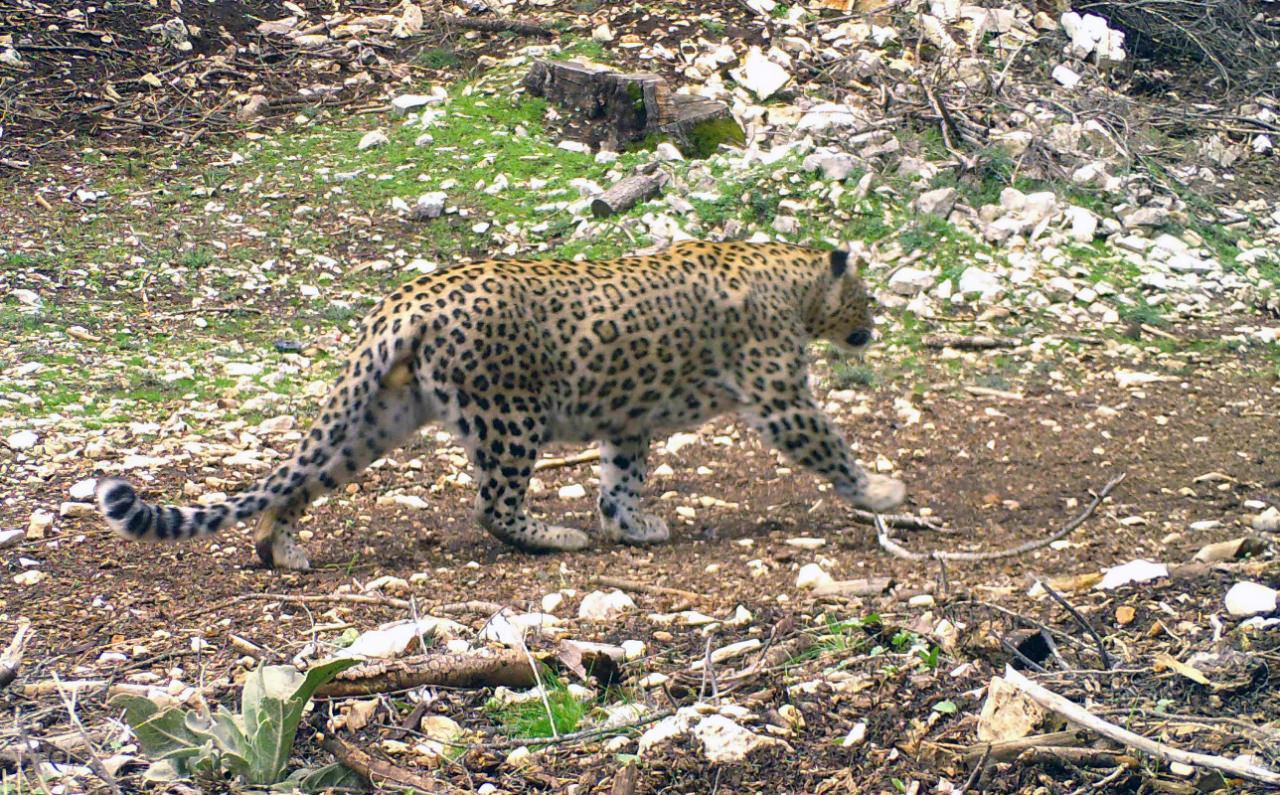 Türkiye'de 10 tane Anadolu parsı görüntülendi. 