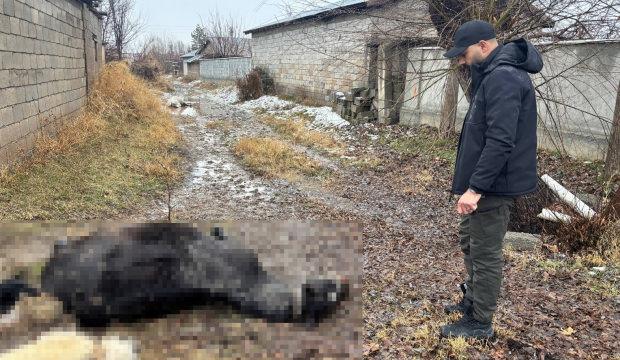  Erzincan'da at ve eşek silahla katledildi