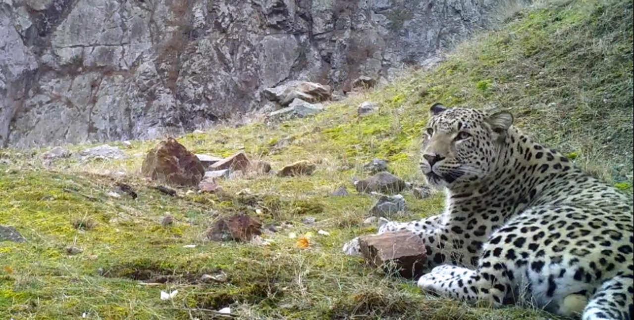 Anadolu parsı için tazminat bedeli, 45 milyon TL olarak belirlendi.