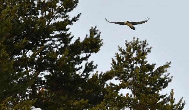 Nadir g&ouml;r&uuml;l&uuml;yor! Kar yağışından sonra ortaya &ccedil;ıktı