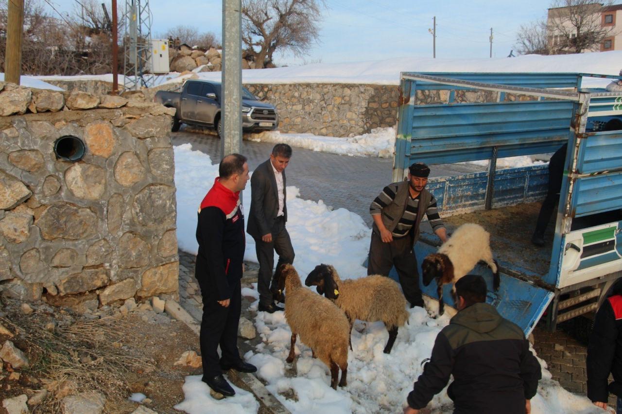 Telef olan koyunların kaybını hafifletmek için 10 koyun hibe edildi.