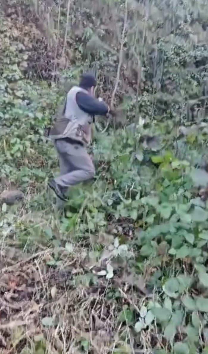 Trabzon'da 64 yaşındaki avcı yaban domuzunun saldırısı ile şaşkına uğradı.