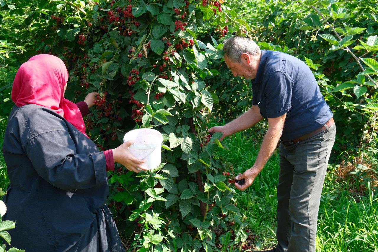 Sırbistan modeliyle artırılacak