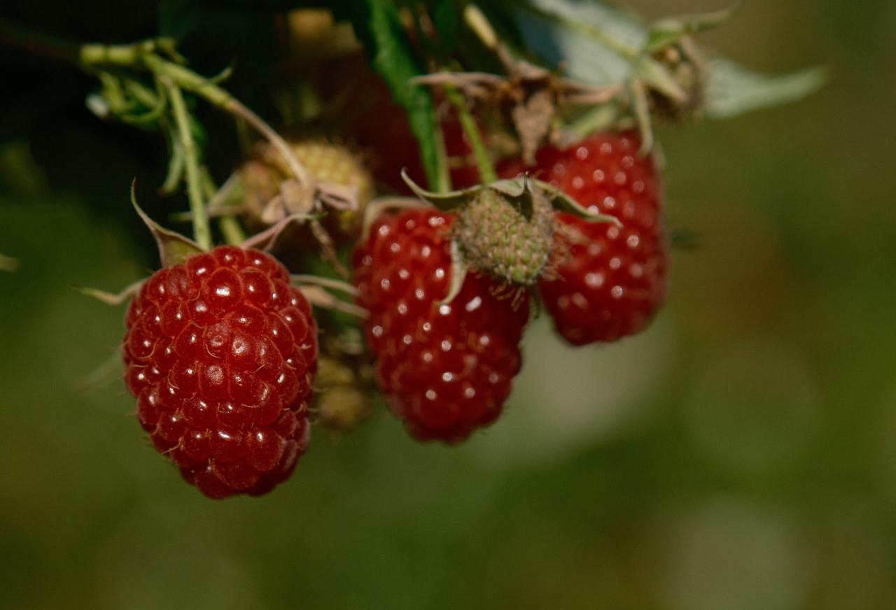 Sırbistan modeliyle artırılacak