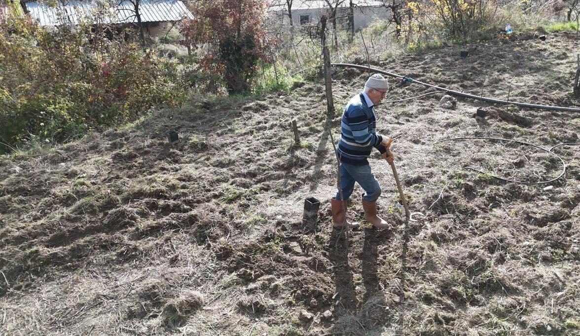 Mevlüt Güven (82), ağaç dikiyor. 