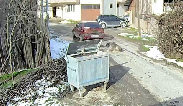 Aracın ezdiği k&ouml;peğin r&ouml;ntgeninde yaklaşık 400 sa&ccedil;ma tespit edildi