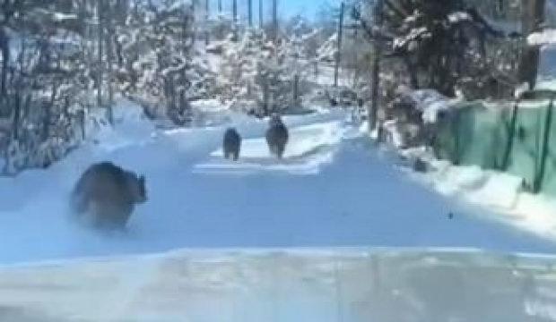 G&ouml;ren telefonuna sarıldı! Kış uykusuna yatmadılar, aile boyu gezmeye &ccedil;ıktılar!