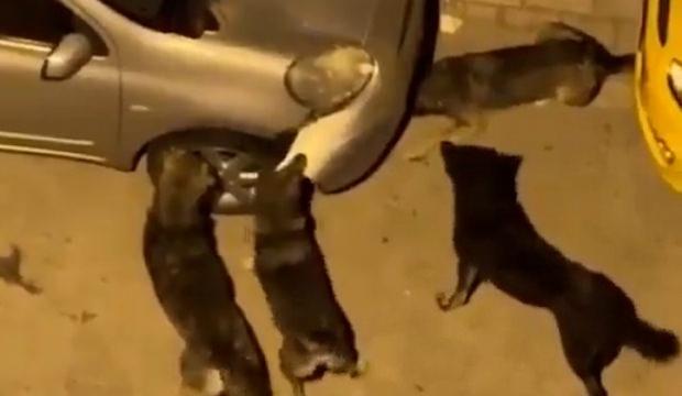 İstanbul'da Başıboş k&ouml;pekler park halindeki aracı par&ccedil;aladı
