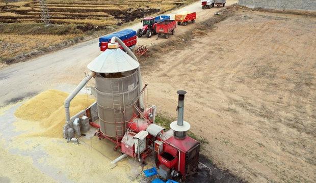 Sinop'ta 9 milyon lira maliyetle &ccedil;eltik kurutma tesisi kurulacak