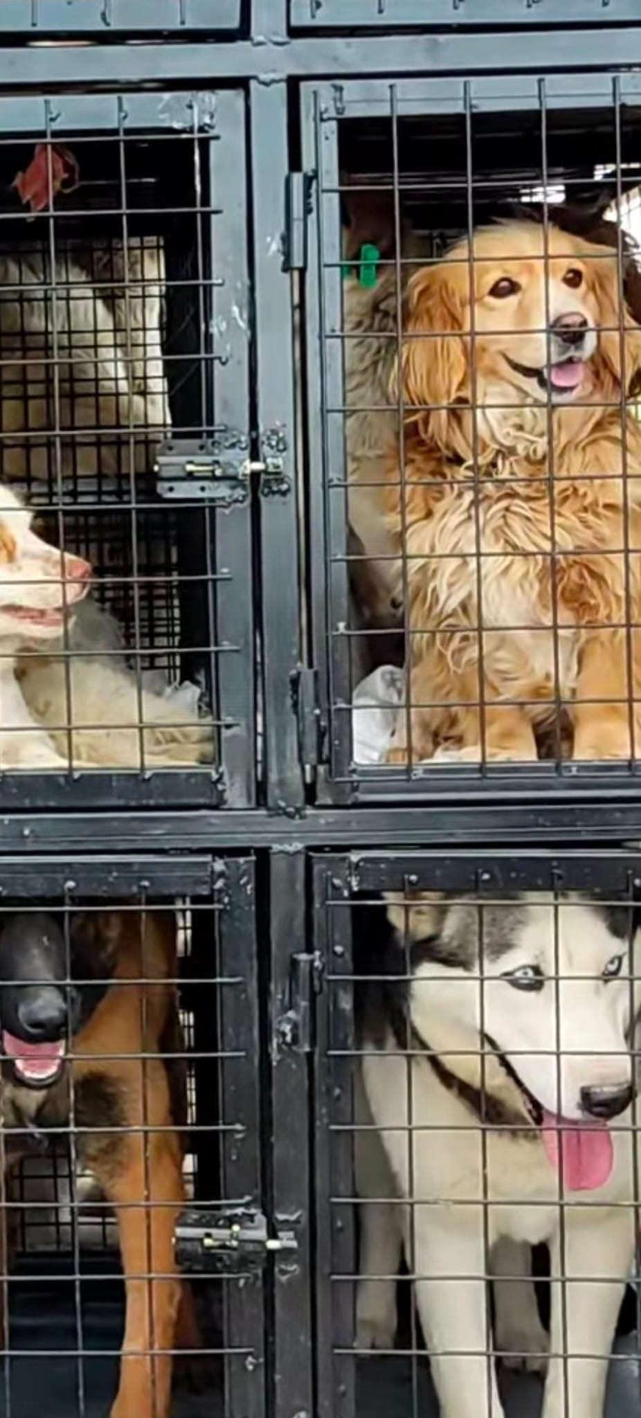 Kafeslerde tutulan köpeklerin yurt dışına kaçırıldıkları iddia edildi.