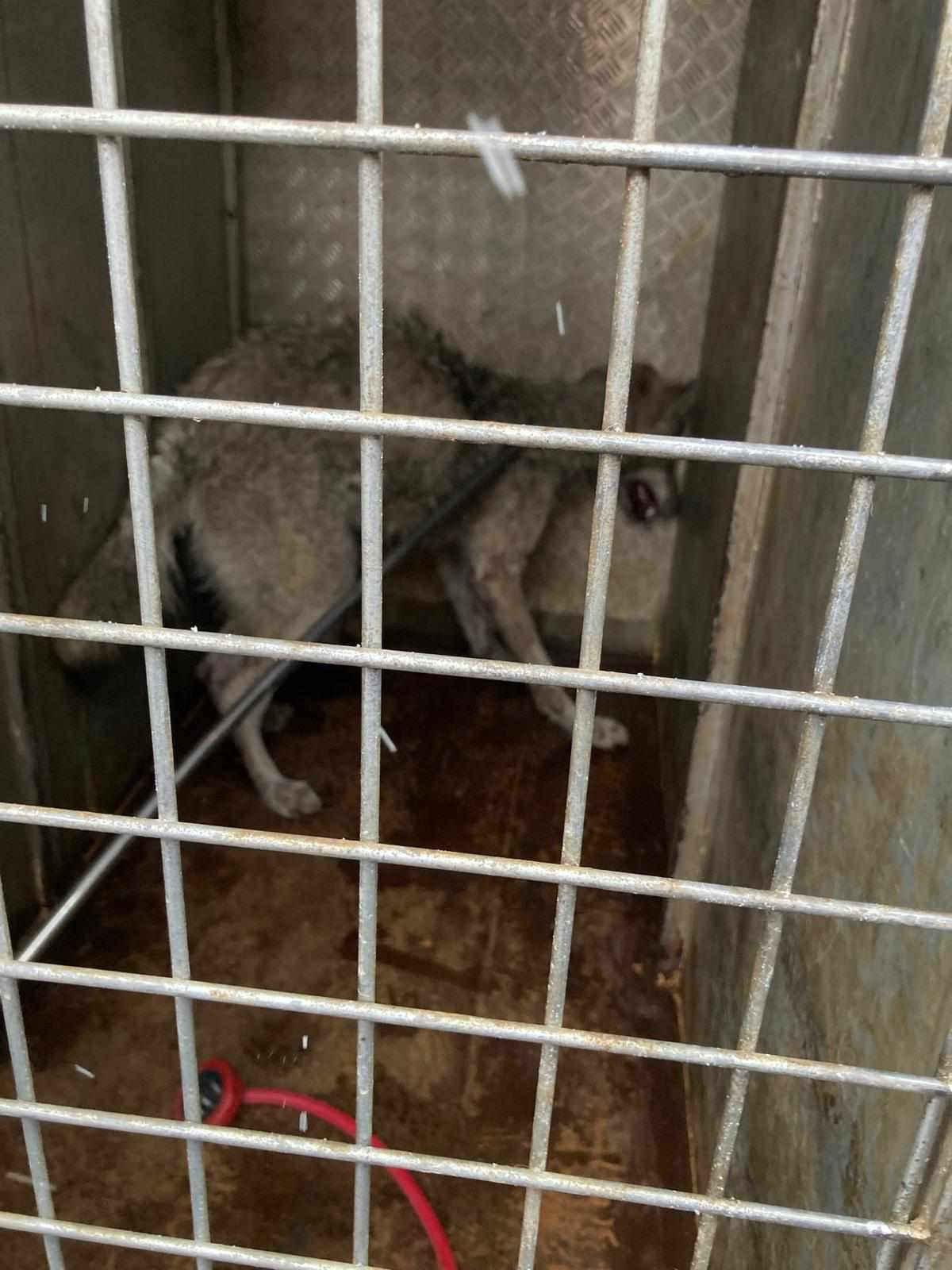 Kurt doğal yaşam alanına bırakılmak üzere götürüldü.