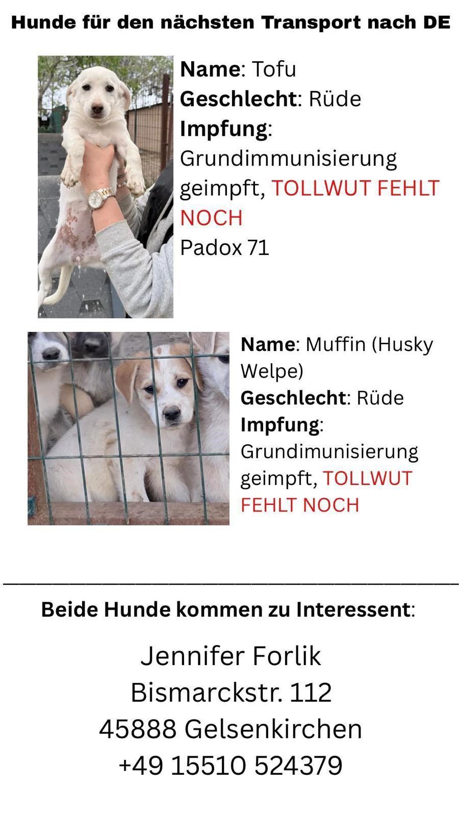 Yurt dışına kaçak yollarla çıkartılan hayvanların satıldığı iddia edildi.