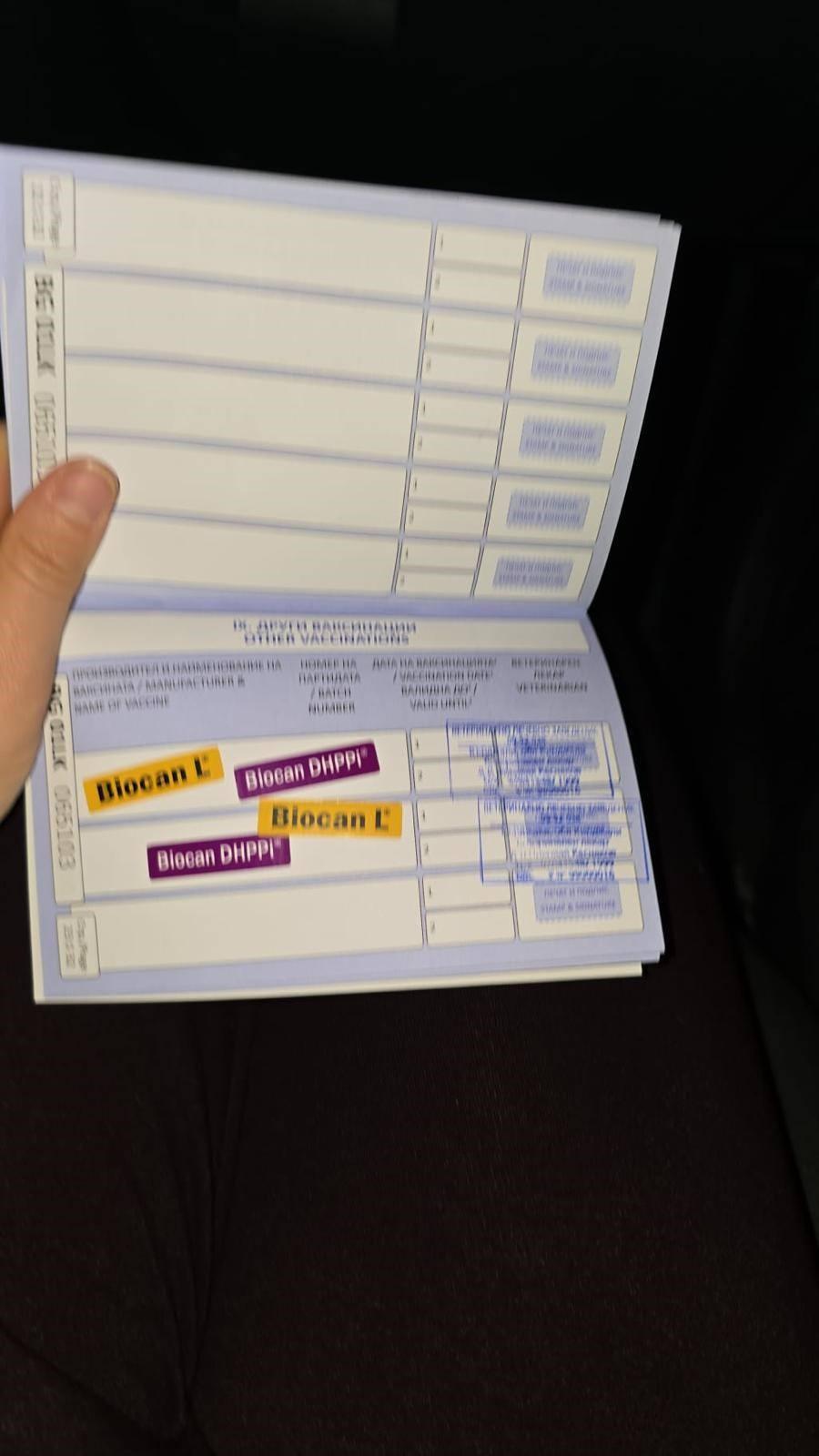 Nevşehir'de barınakta olan hayvanların kaçak belgelerle yurt dışına kaçırıldıkları iddia edildi.