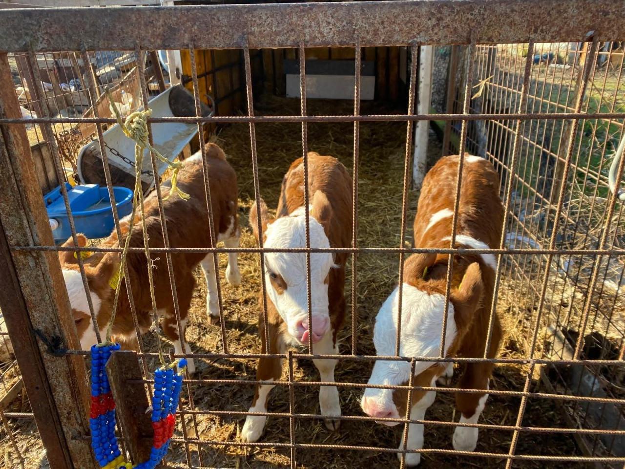 Edirne'de dünyaya gelen üçüz buzağılara altın takıldı. 