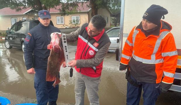 Kocaeli'de yakaladığı 500 kalkan balığının sevinci kursağında kaldı
