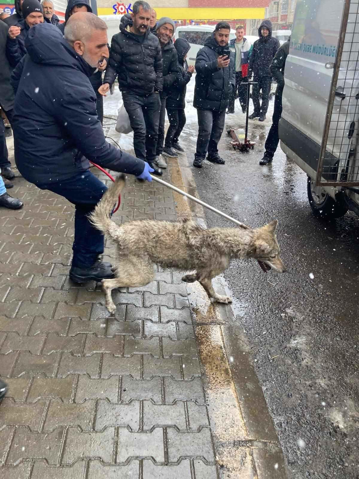 Kurt, belediye ekipleri tarafından kontrollü bir şekilde yakalandı.