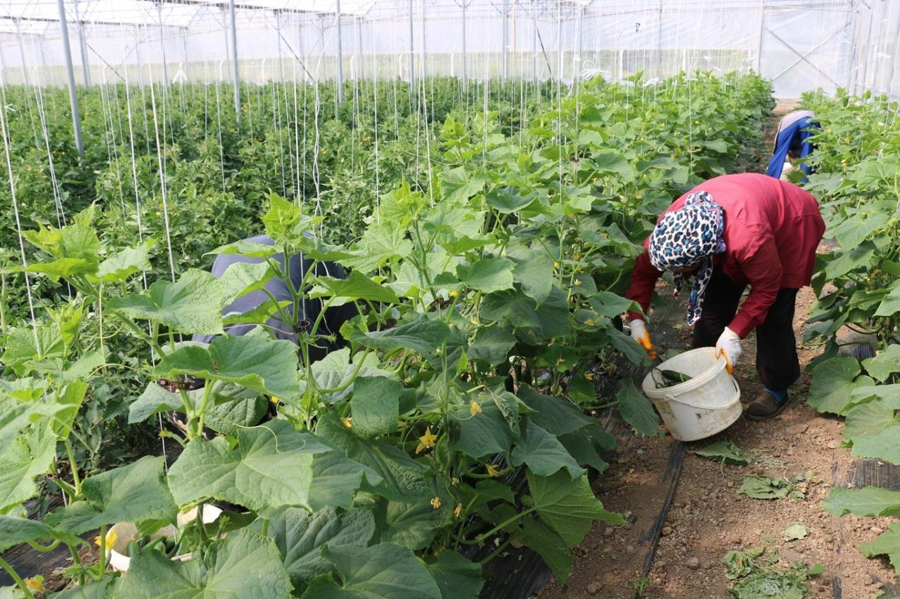  Erzincan’da kadın çiftçilere yüzde 50 hibeli sera desteği sağlanacak.