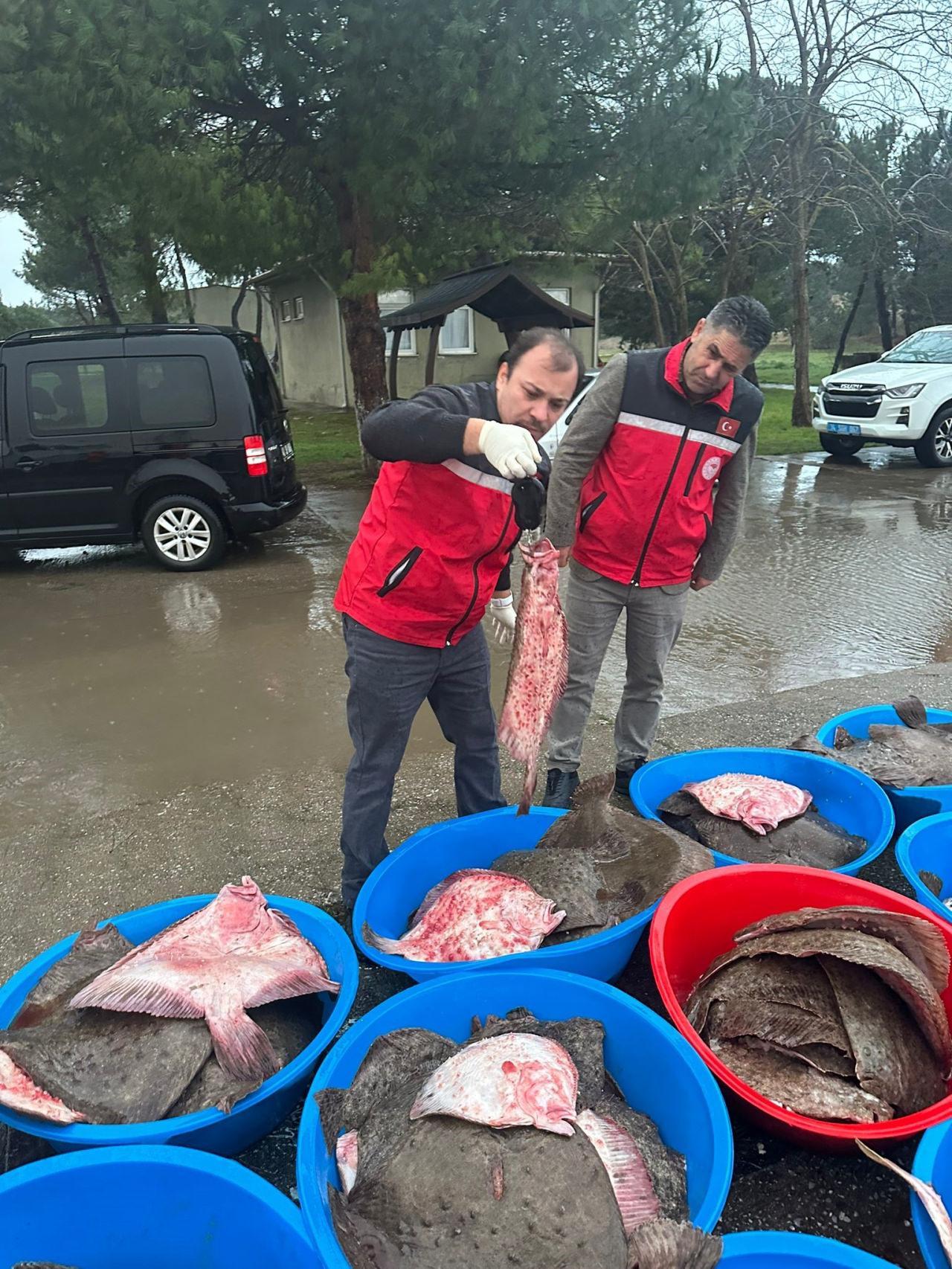 Ele geçirilen kalkan balıkları. 