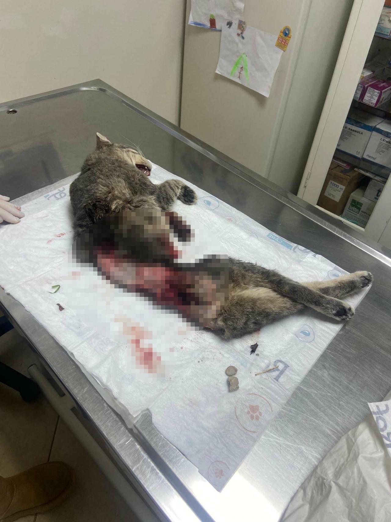 Bodrum'da kedi, derisi yüzülmüş, kuyruğu kesilmiş halde ölü bulundu.