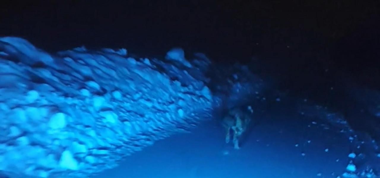  Fuat Bozkurt ve arkadaşına saldıran kurt.