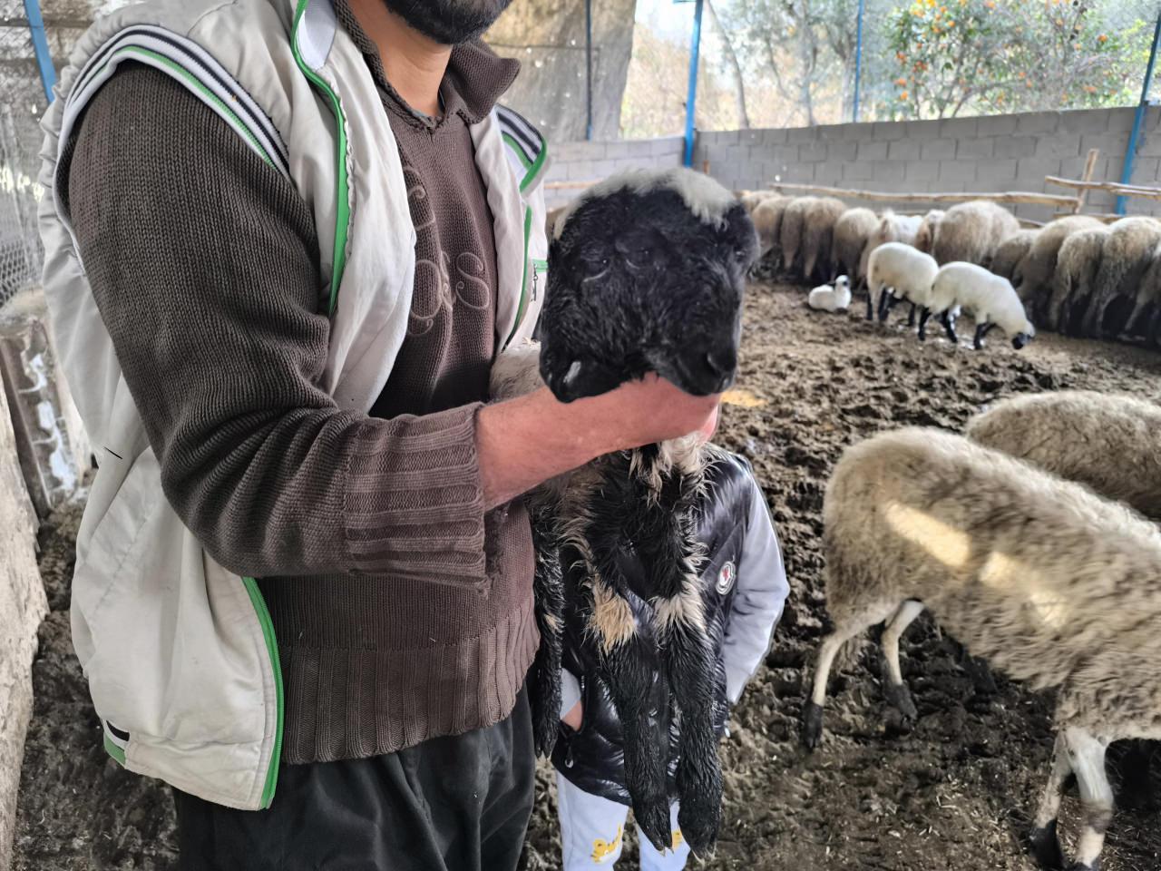 Hatay'da doğan çift başlı kuzu görenleri şaşırttı.