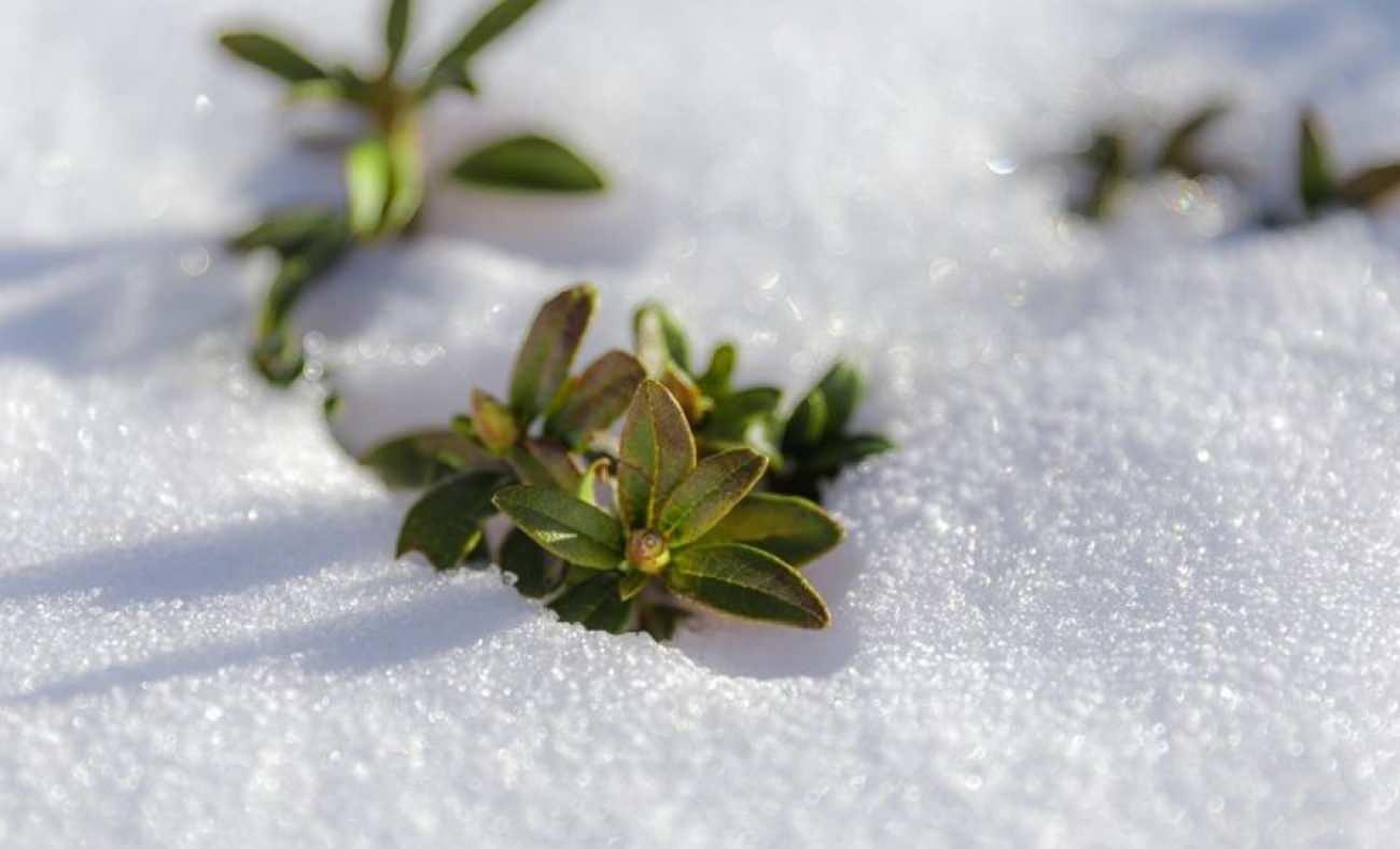 Baharın m&uuml;jdecisi: 2026 ilk cemre ne zaman d&uuml;şecek?