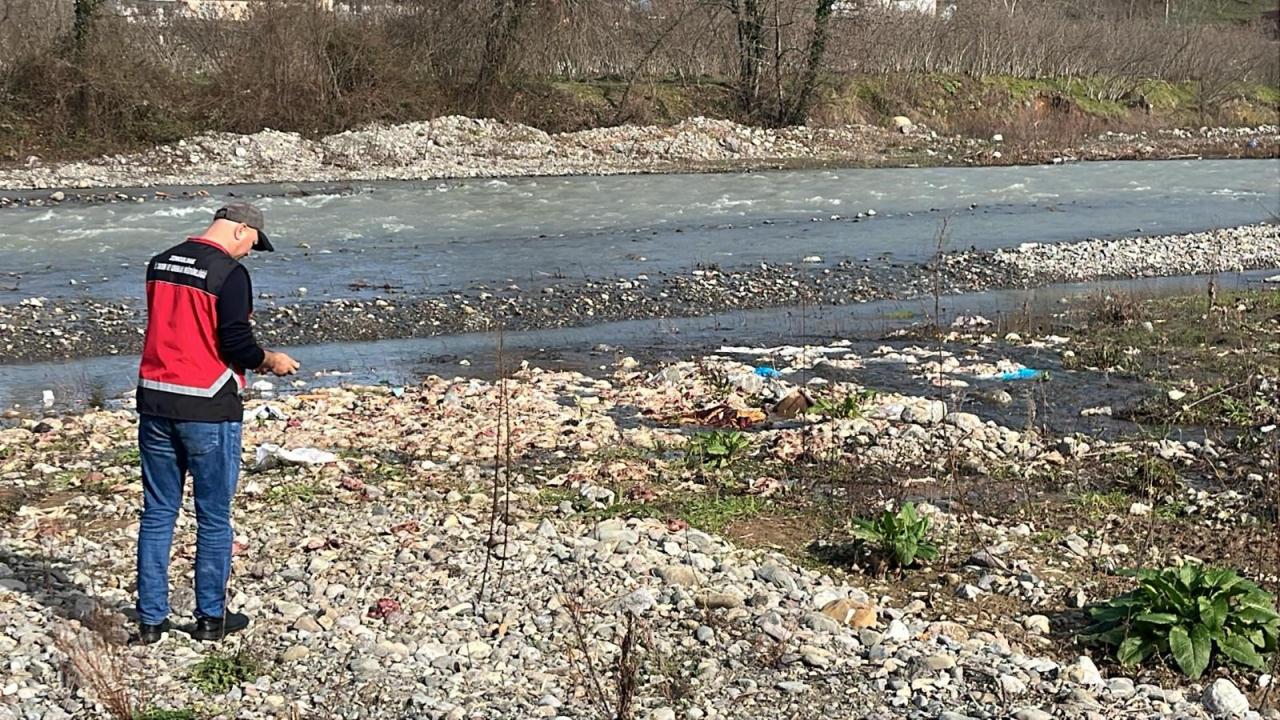 Yetkililer Zonguldak'taki çay kenarında bulunan tavuklar hakkında inceleme başlattı.