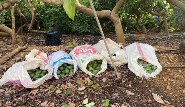 Antalya'da avokado vurgunu yarıda kaldı: 3 ş&uuml;pheli yakalandı
