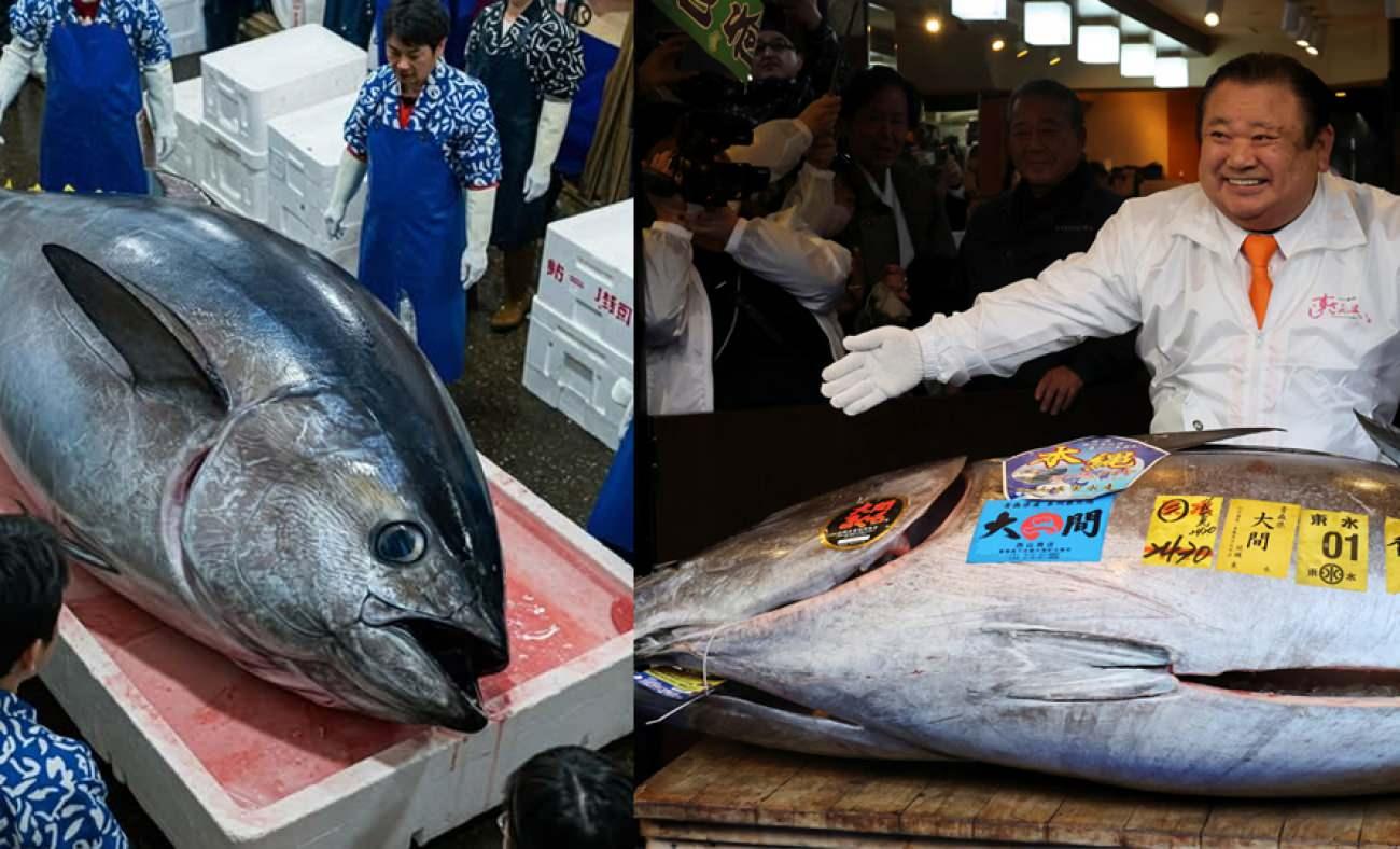 Dev mavi y&uuml;zge&ccedil;li orkinoks rekor fiyata alıcı buldu! "Ton Balığı Kralı" kendi rekorunu kırdı!