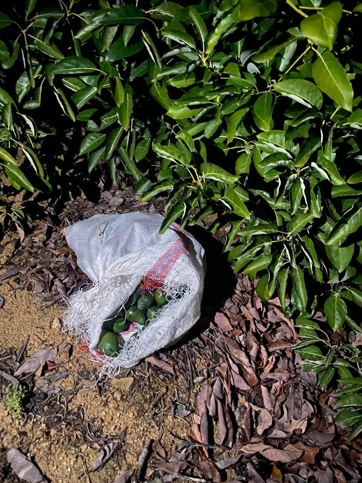 Şüpheliler, avokadoları da geride bırakıp kaçmaya çalıştı.