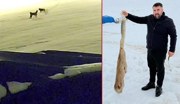Kurtlarla d&ouml;v&uuml;şen k&ouml;pekten geriye postu kaldı