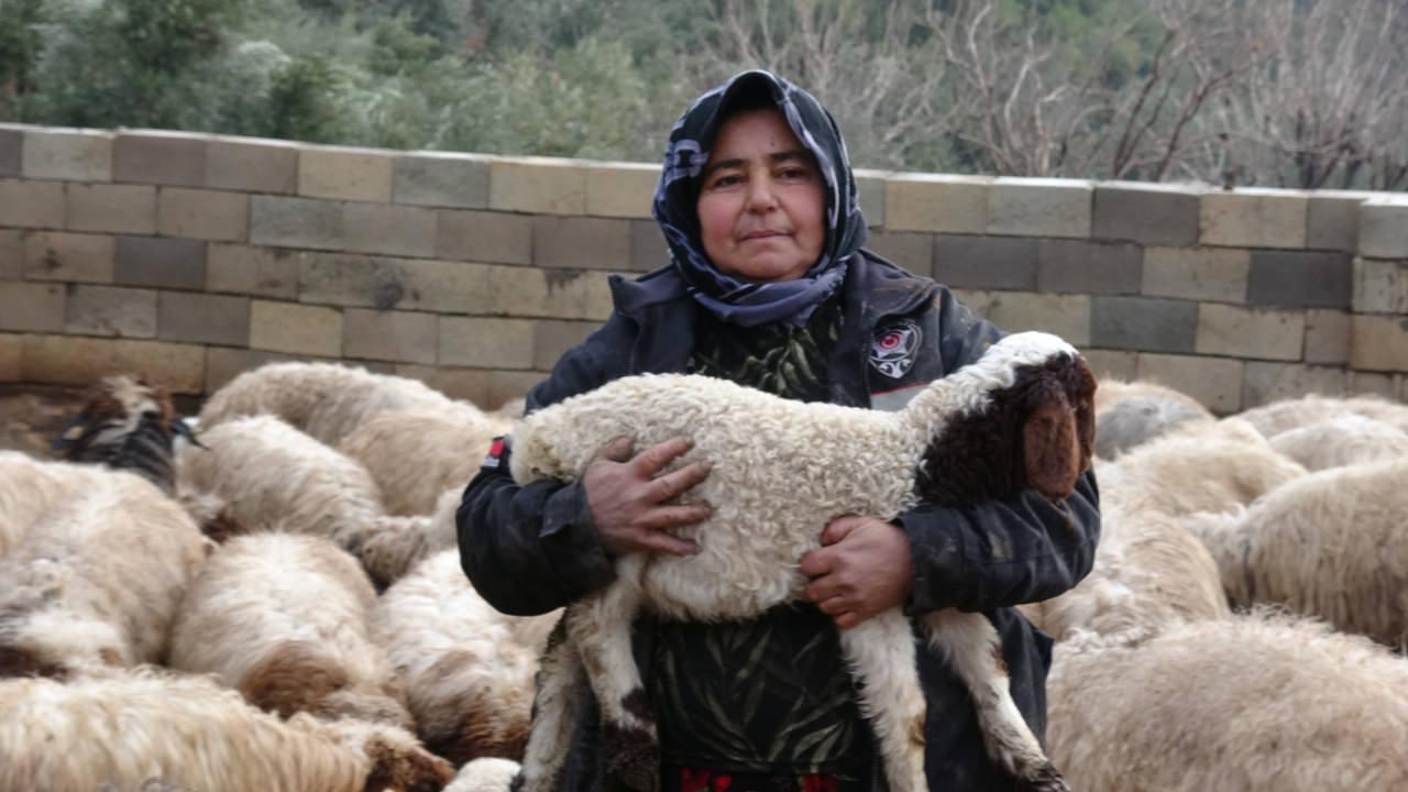 Ailenin hayvan sayısı 800'e çıktı.