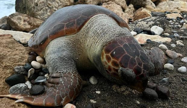 Nesilleri tehlike altında! Mersin'de 15 g&uuml;nde 7 caretta caretta &ouml;l&uuml; bulundu