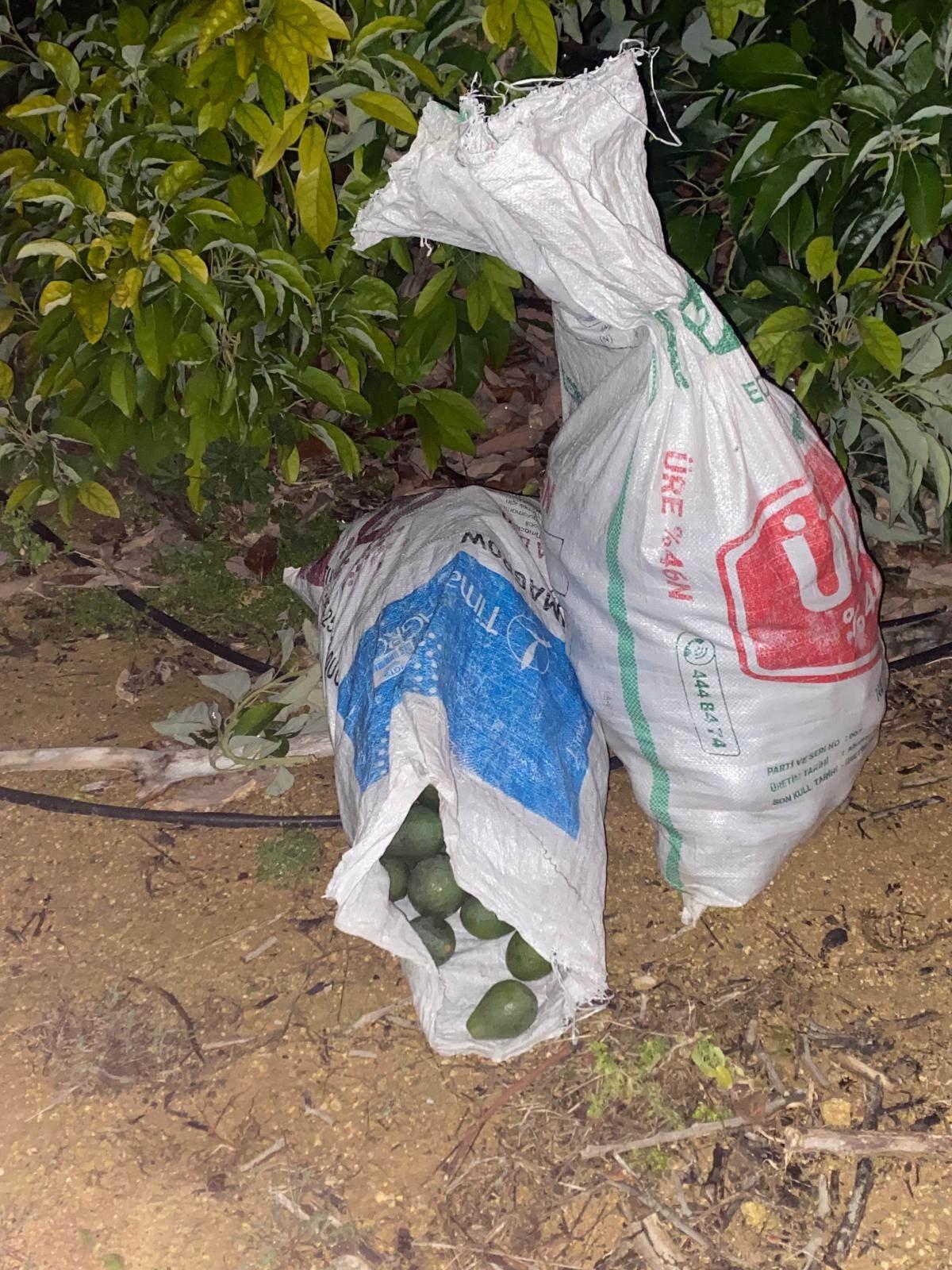 Çalınan avokadoların değerinin 500 bin TL olduğu öğrenildi.