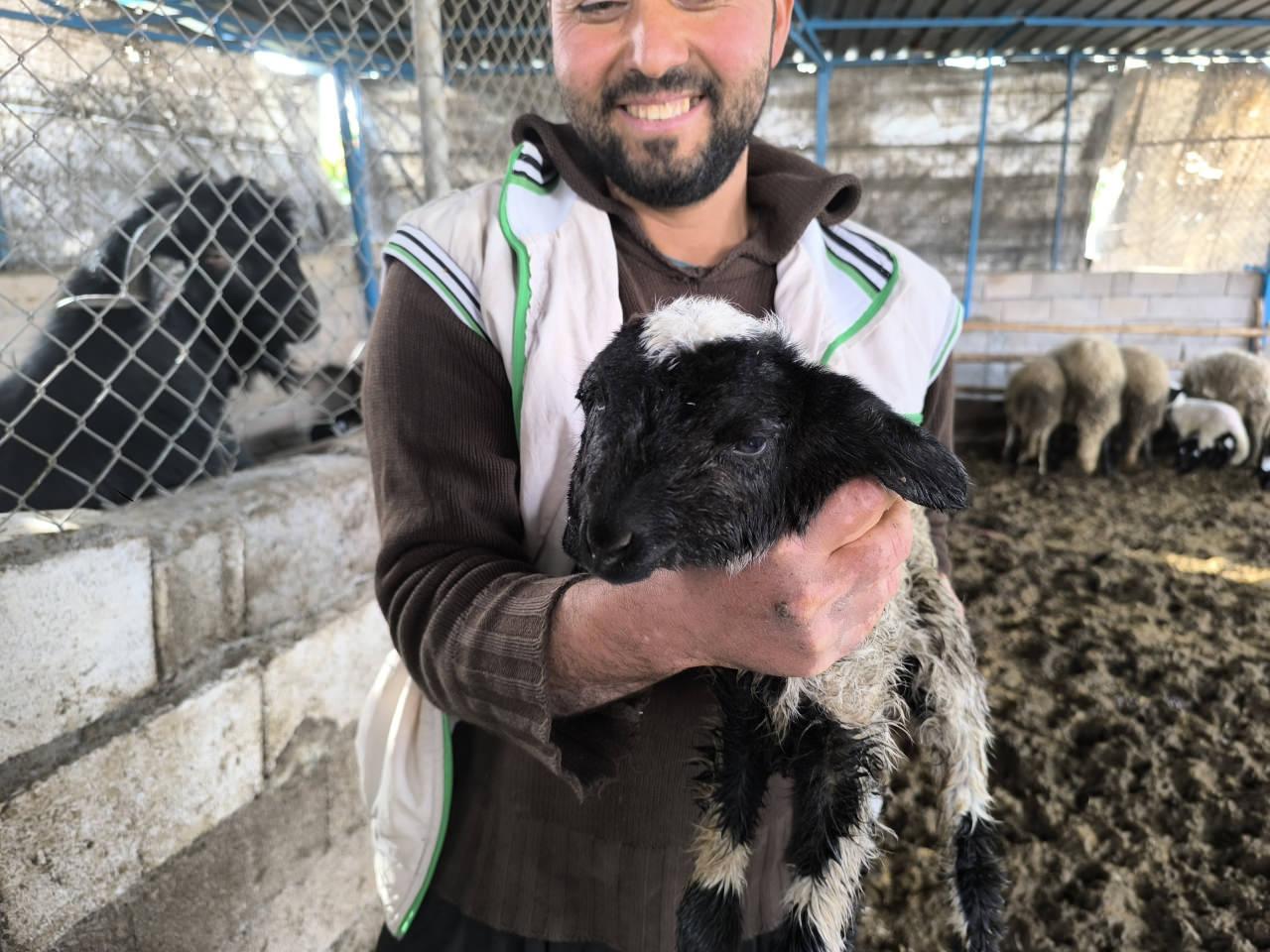 Besici Tombul, kuzunun sağlık durumunun iyi olduğunu belirtti.