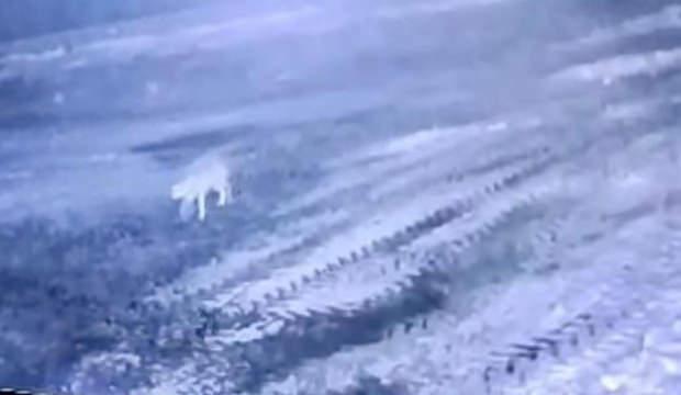 Sisli havada k&ouml;ye inen kurt, ağıldaki 200 koyunu &ouml;ld&uuml;rd&uuml;