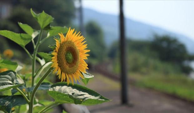 Yerli ay&ccedil;i&ccedil;eği tohumunda devlet desteği dışa bağımlılığı b&uuml;y&uuml;k &ouml;l&ccedil;&uuml;de sonlandırdı