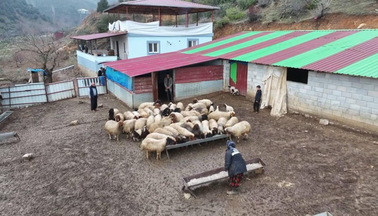 Devletin verdiği destekle hayata tutunan Aslan, geçimini besicilikle sağlıyor.