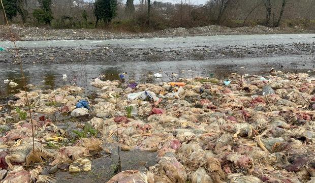 Zonguldak'ta &ccedil;ay kenarına inenler korkutan tavuk manzarasıyla karşılaştı
