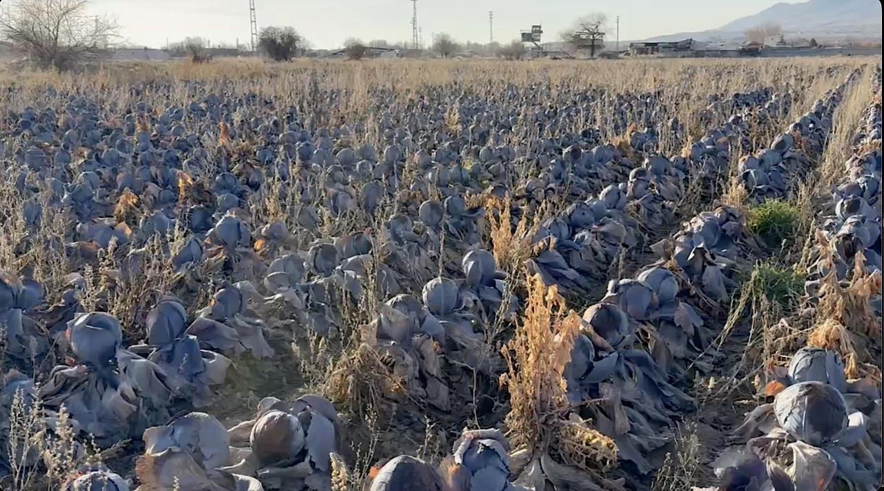 Tarlada 5 lira fiyat biçilen karalahanalar çürümeye terk edildi. 
