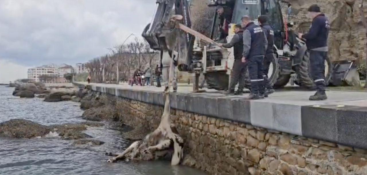 Ölü inek denizden iş makinesi yardımı ile çıkarıldı.